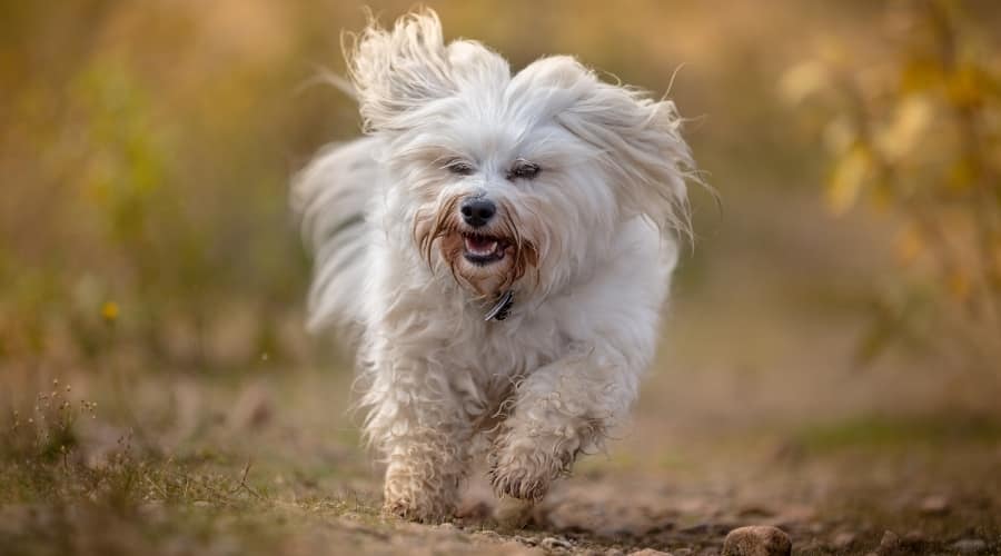 Dog During Training Session