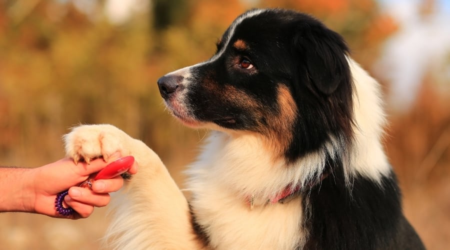 Dog during training session.