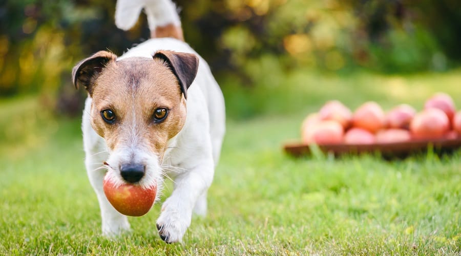 Dog Eating Apple