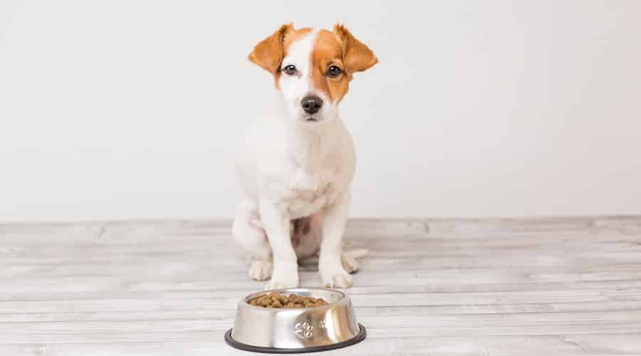 Dog Eating Blue Buffalo Dog Food From Bowl