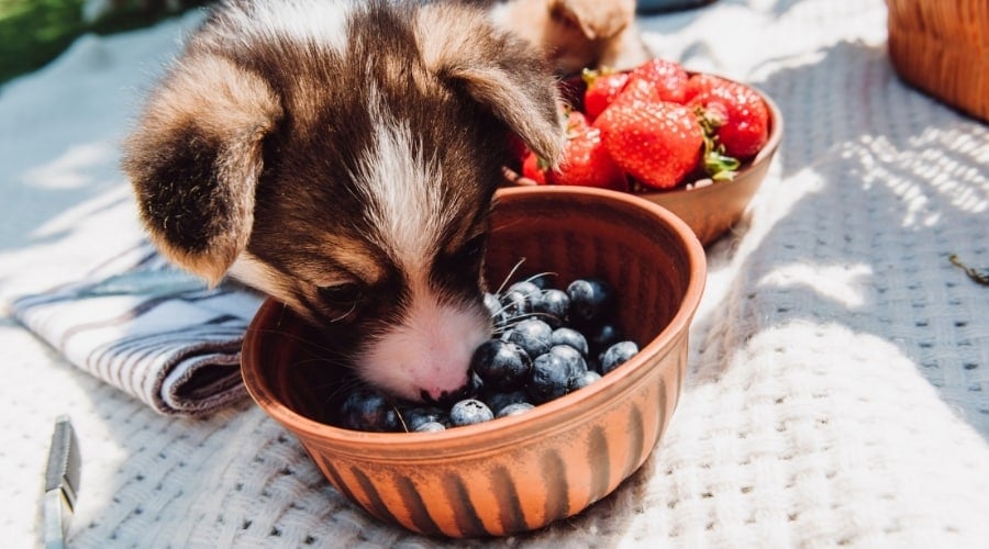 Dog Eating Blueberries From Bowl