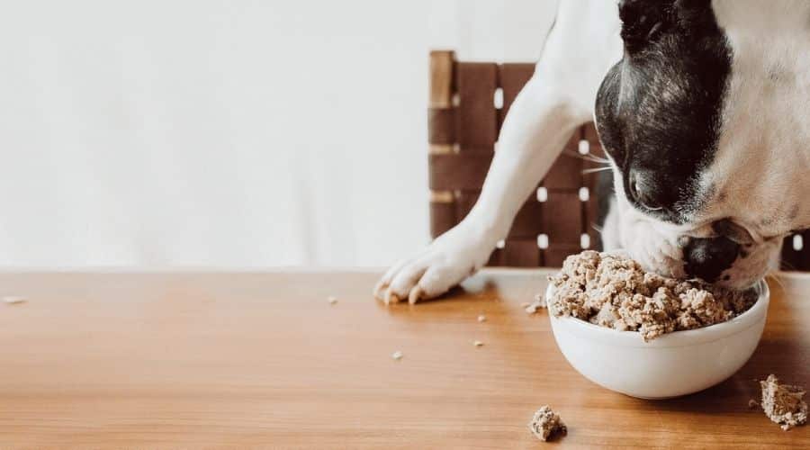 Dog Eating Bowl Of Ollie Dog Food on table