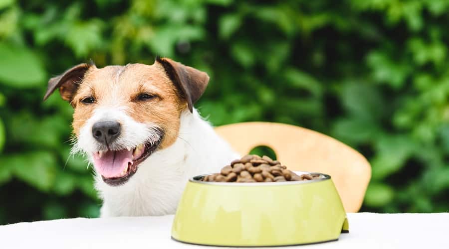 Dog Eating Canidae Dog Food