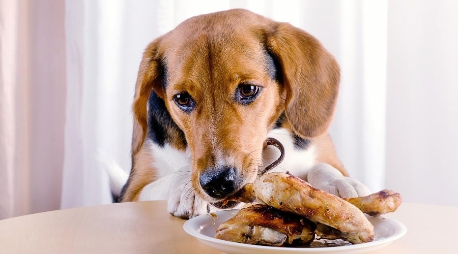 Dog Eating Chicken on Table