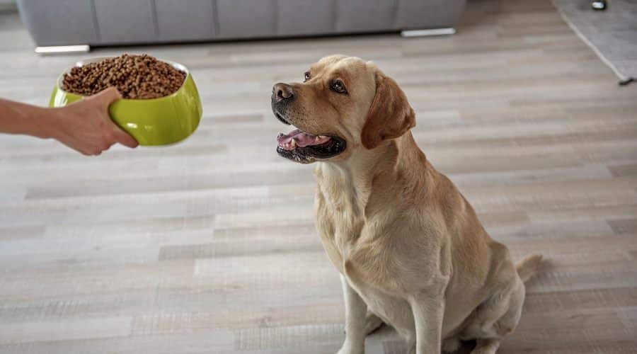 Dog Eating Dry Dog Food With Glucosamine and Chondroitin