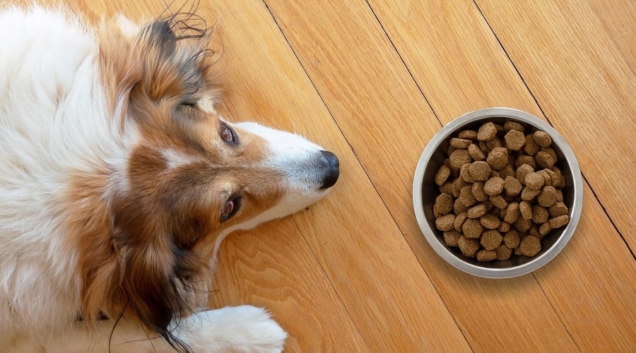 Dog looking at a bowl of kibble.
