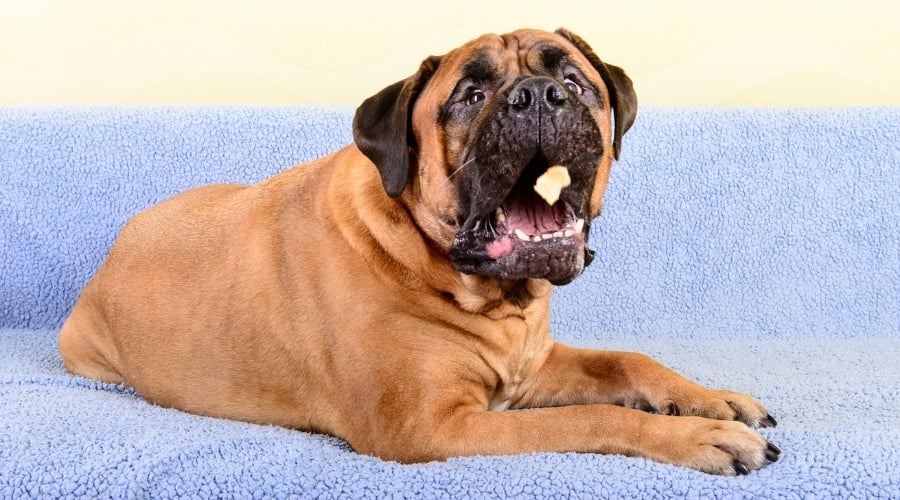 Dog Eating Food on Couch