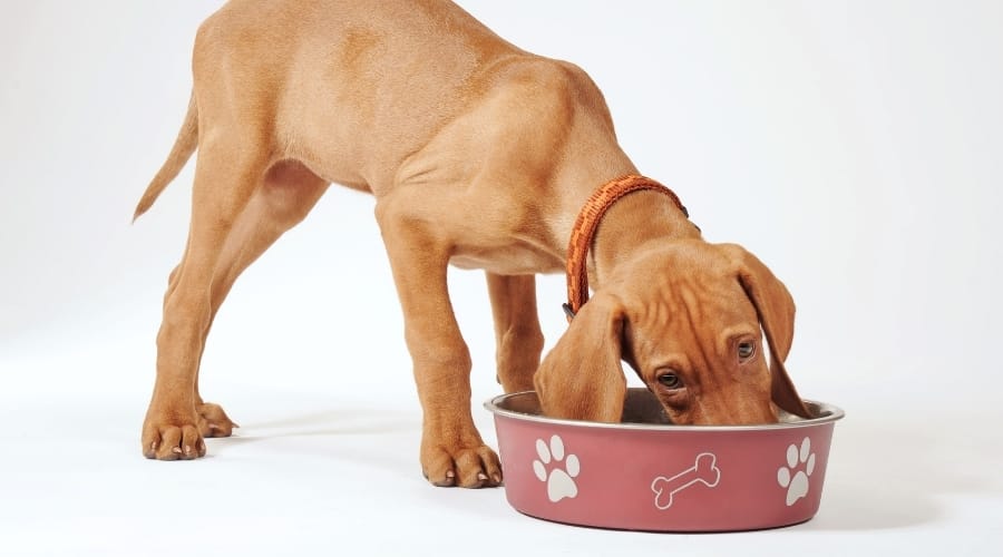 Dog Eating From Large Bowl