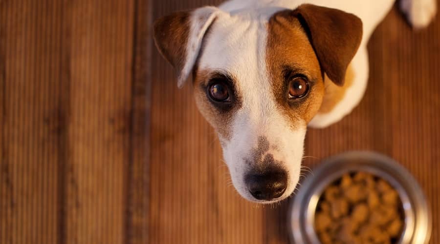 Dog Eating Gas Preventing Dog Food
