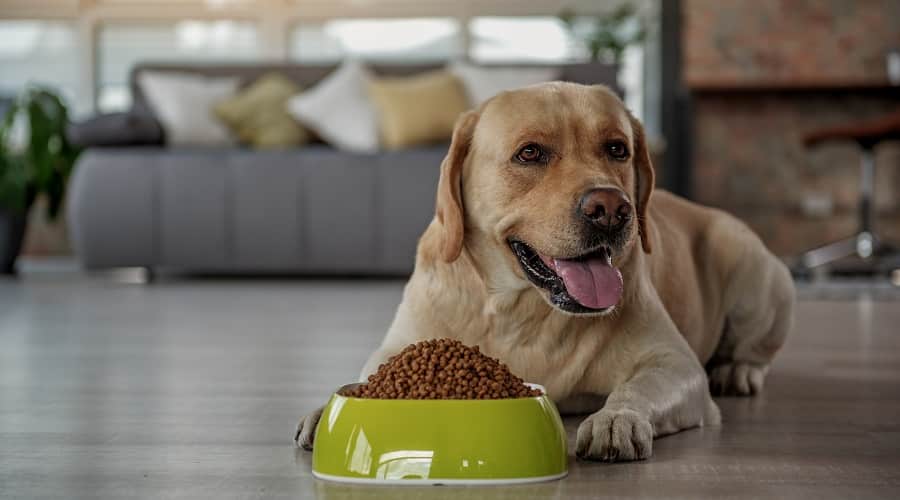 Dog Eating Gas Reduction Food