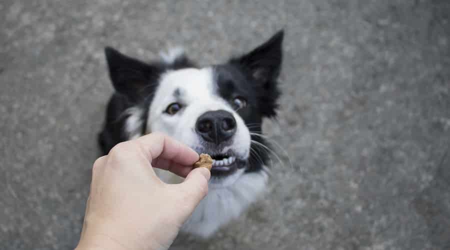 Image showcasing Can Dogs Eat Graham Crackers? Yes, But in Moderation! - Canine Journal