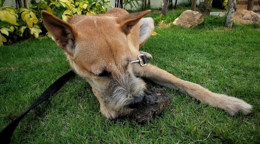 Dog eating grass.