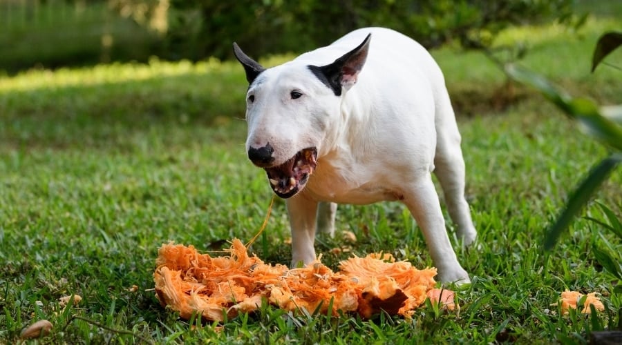 Dog Eating Inside of Gourd