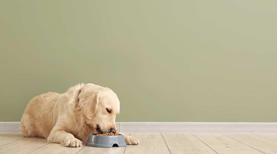 Dog Eating Orijen Food