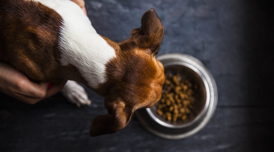 Dog Eating Pedigree Food