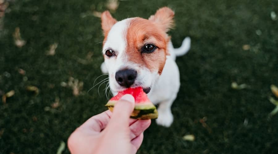 Dog Eating Red Fruit Outdoors
