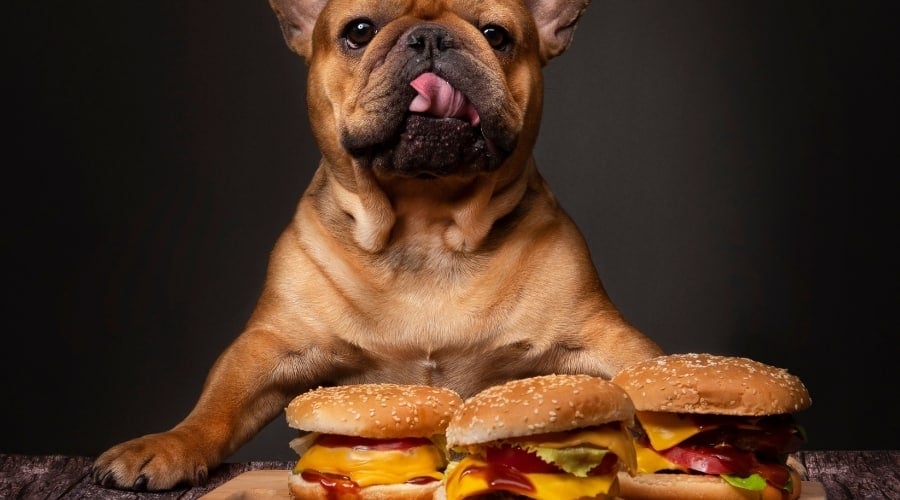 Dog Eating Three Burgers