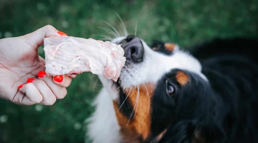 Dog pulling a turkey bone from a person’s hand.