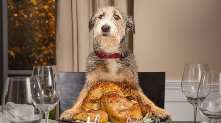 Dog eating turkey leg off a plate with apples.