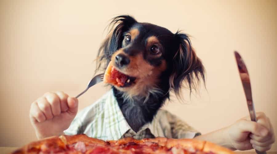 Dog Eating With a Fork and Knife
