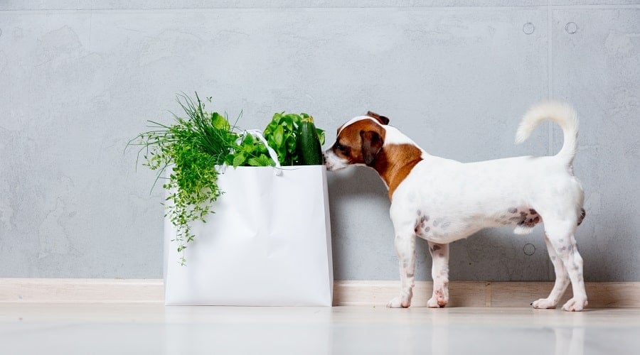 Can Dogs Eat Zucchini? Yes, With Major Health Benefits! - Canine Journal - Can Dogs Eat Shredded Zucchini