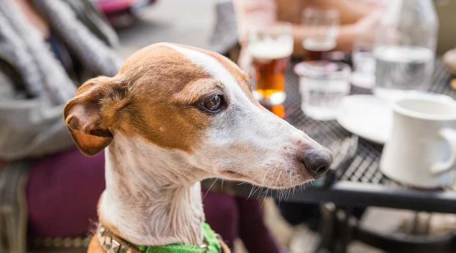 Dog Enjoying Alfresco Dining