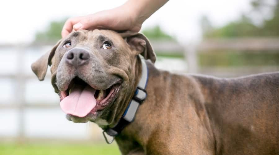 Dog Enjoying Time With Owner