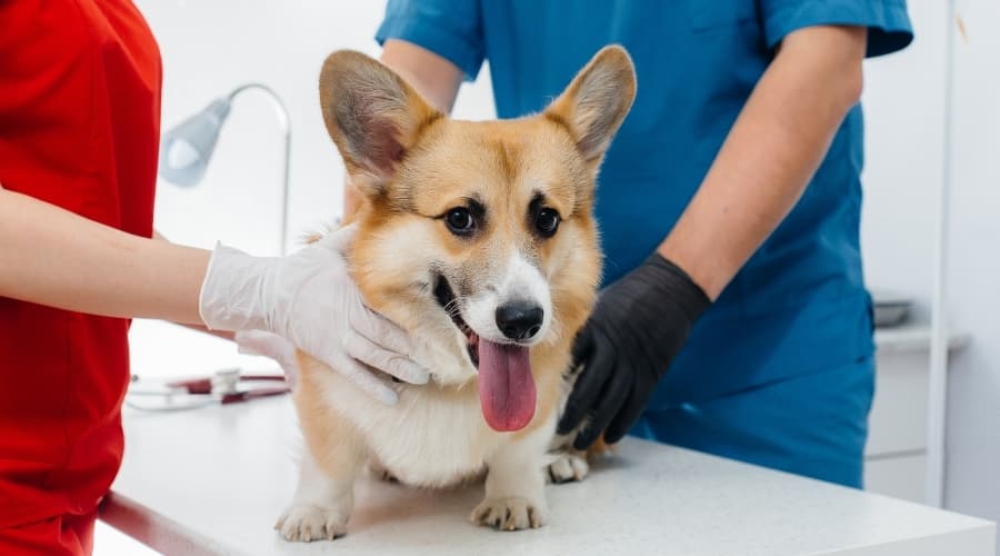 Dog Examination at Vet