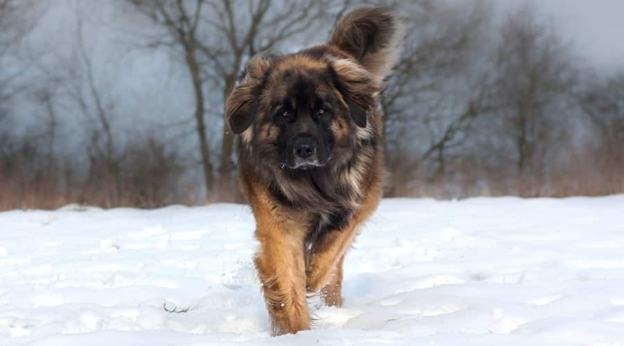 Dog Exercising in Snow