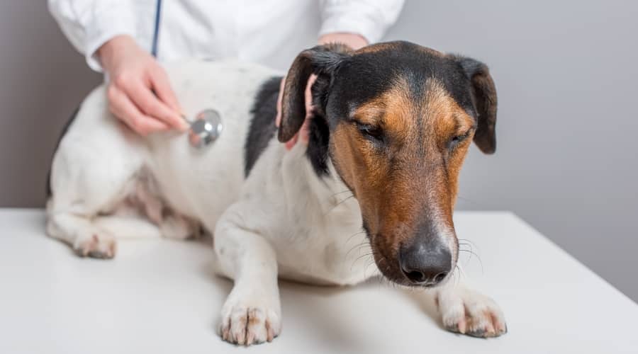 Dog Feeling Sick at Veterinarian
