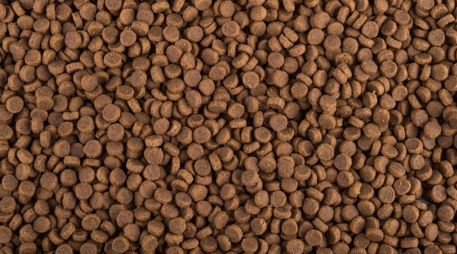 Dog eating Diamond Naturals Food