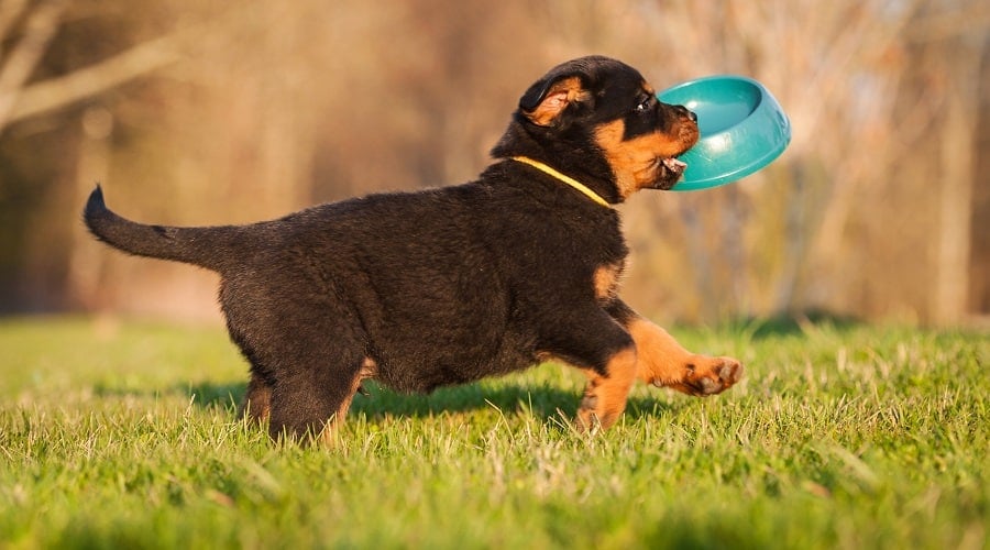 Dog Food Formulas