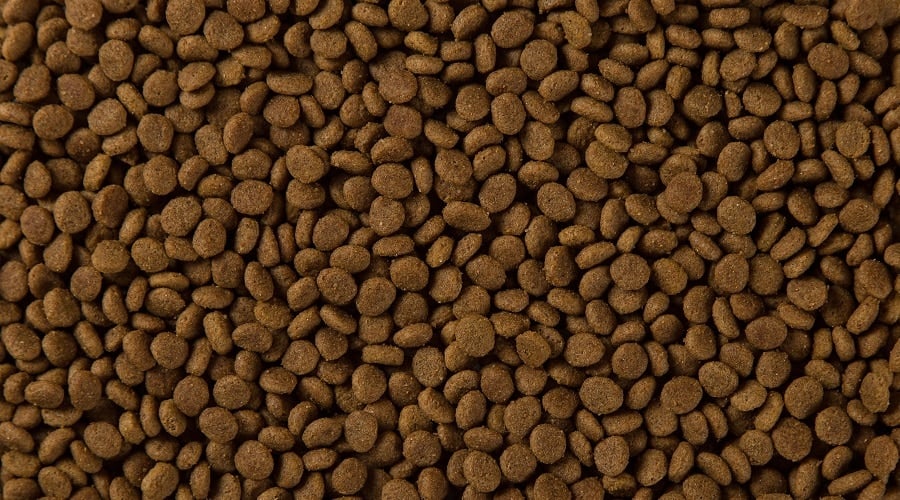 Dog Food in Picture