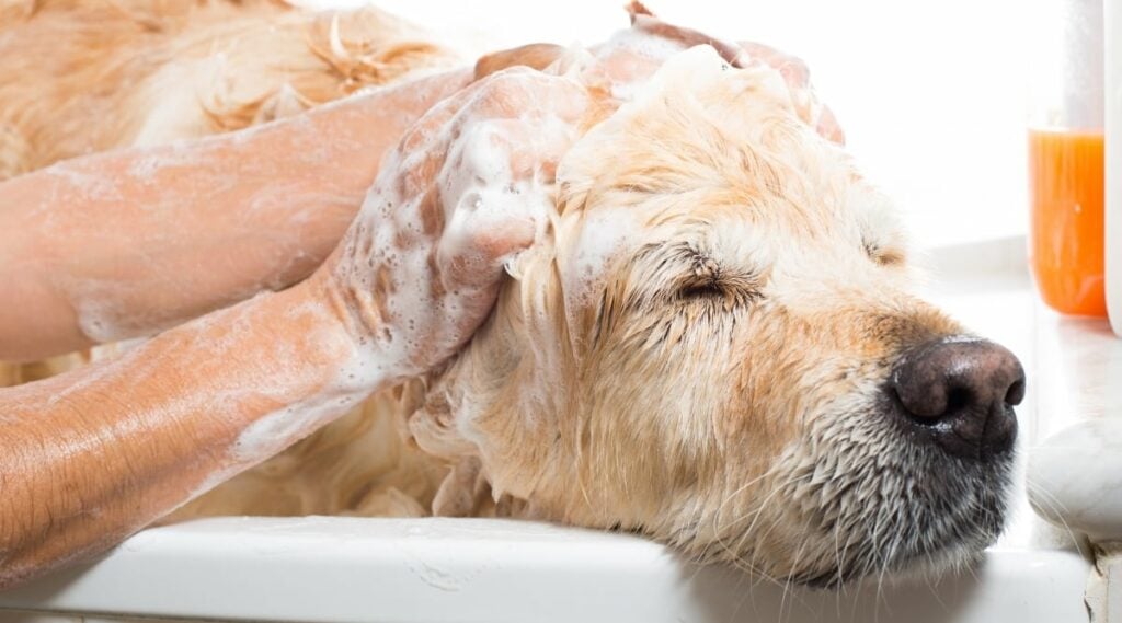 Lab head getting lathered by human hands in tub
