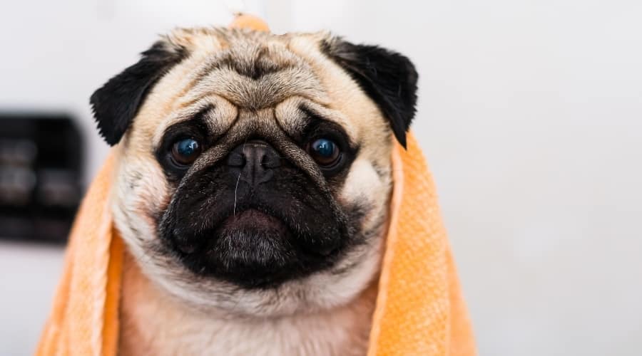 Dog Getting Bathed in Tub