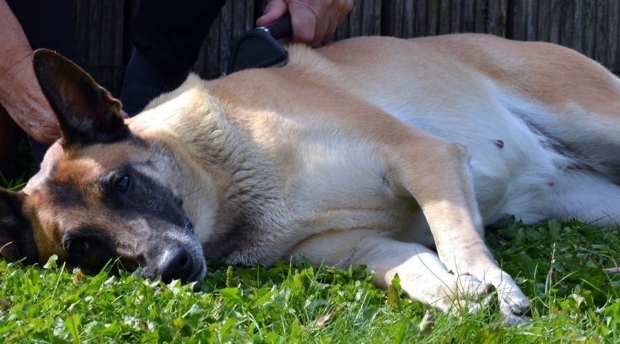 Dog Getting Brushed Outdoors