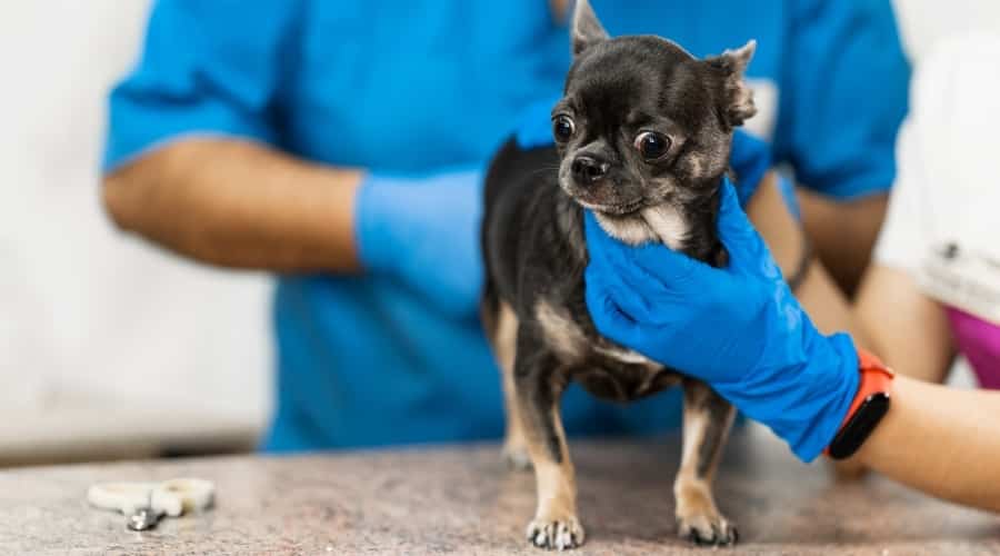 Dog Getting Checked by a Vet