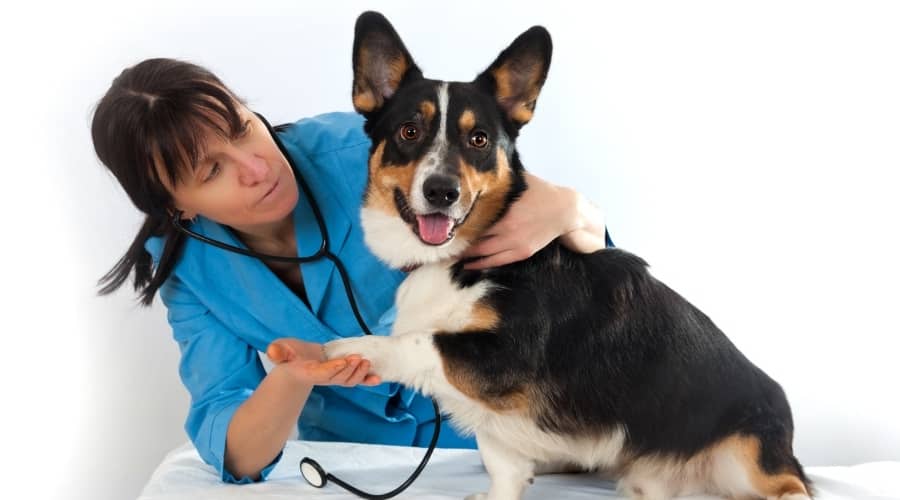 Dog Getting Checked by a Vet