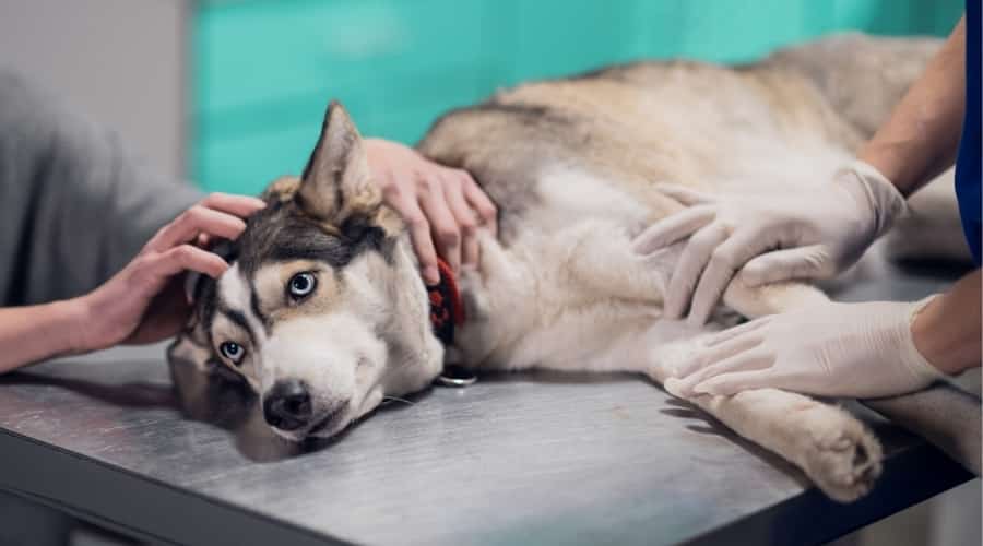 Dog Getting Examined at Vet