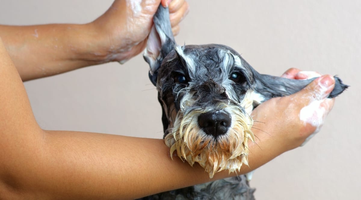 Dog getting shampooed by owner in bath tub