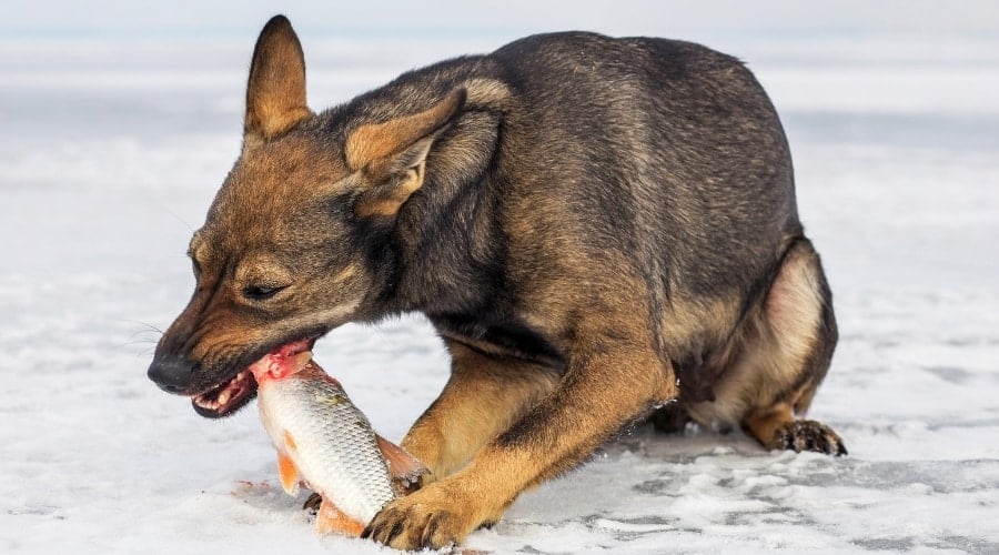 Dog gnawing on raw seafood in the snow.