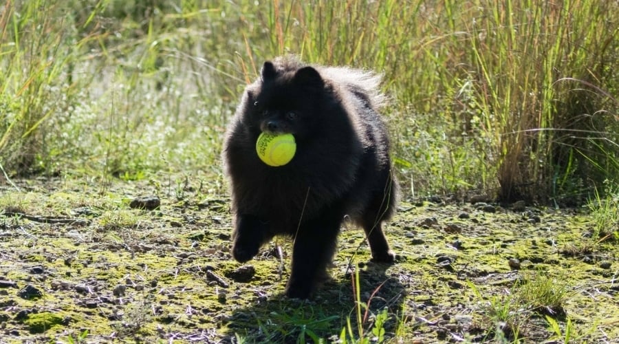 Dog Going After Tennis Ball