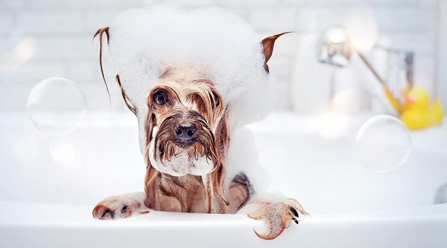 Dog Grooming