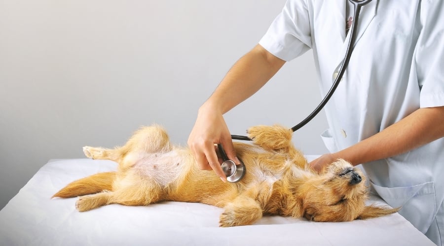 Dog Having Its Abdomen Checked by Vet
