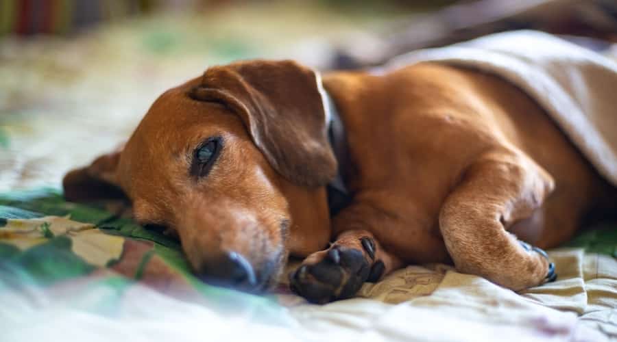 Dog Healing at Home