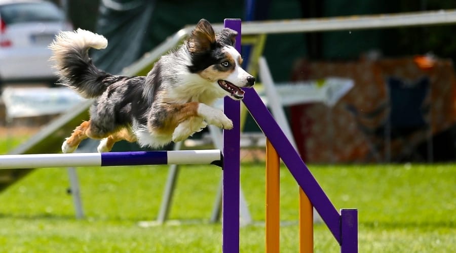 Dog Jumping Over Obstacle