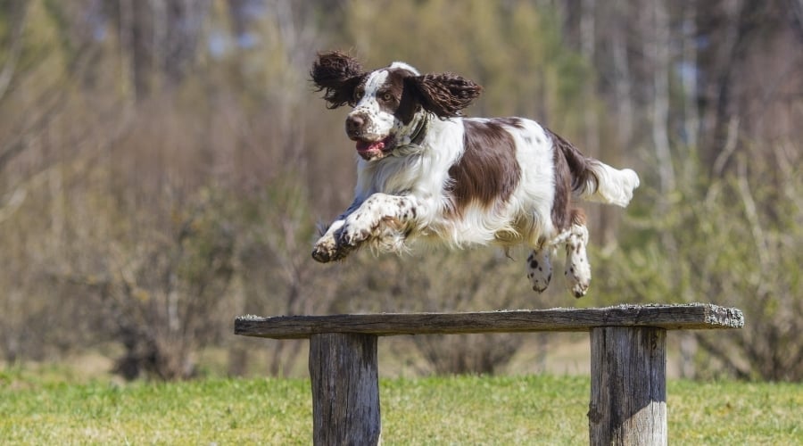 Dog Jumping Over a Bench