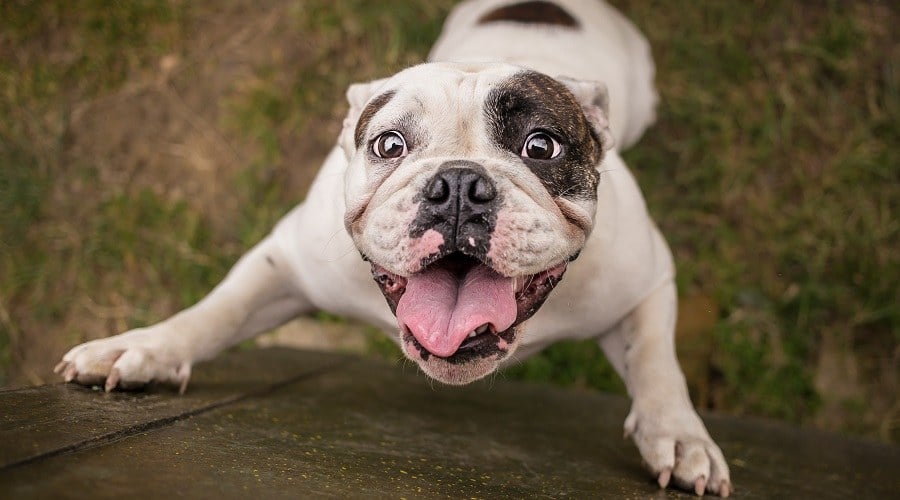 Bulldog jumping.
