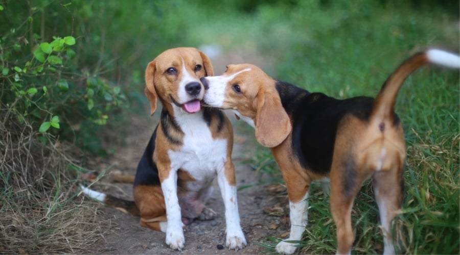Dog Kissing Another on a Dirt Path