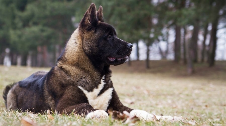 Dog Laying Outside on Acreage